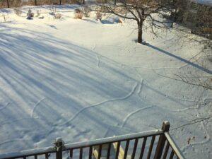 Animal tracks visible in a snowy backyard, suggesting wildlife activity that may require pest control services in Wayzata, MN.