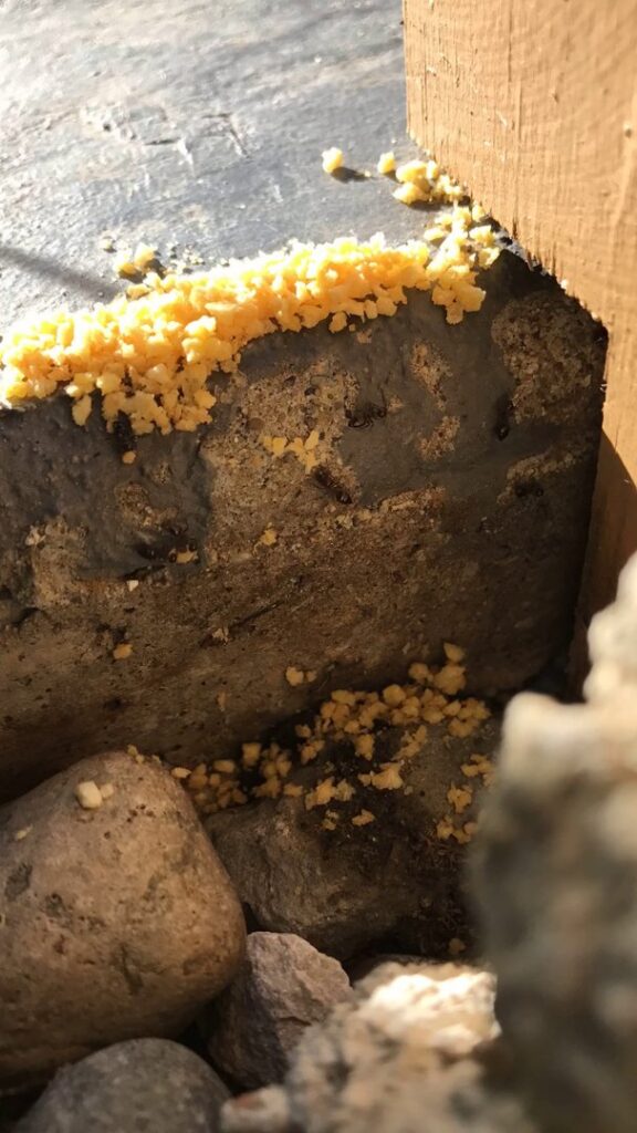 Ant bait granules placed on the ground near a wall as part of pest control treatment by Affordable Termite & Pest Control in Bloomington, IN.