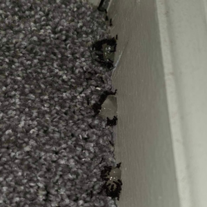 Ant bait applied on a carpet next to a wall for pest control by SMART Exterminators in Cleveland, OH.