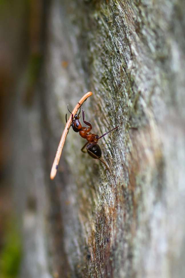 A close-up of an ant carrying a stick, representing common pest issues handled by Arizona Pest Control in Tucson, AZ.