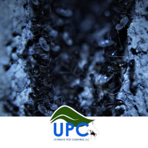 A close-up of ants in a colony, demonstrating ant control services by Ultimate Pest Control LLC in Eugene, OR.