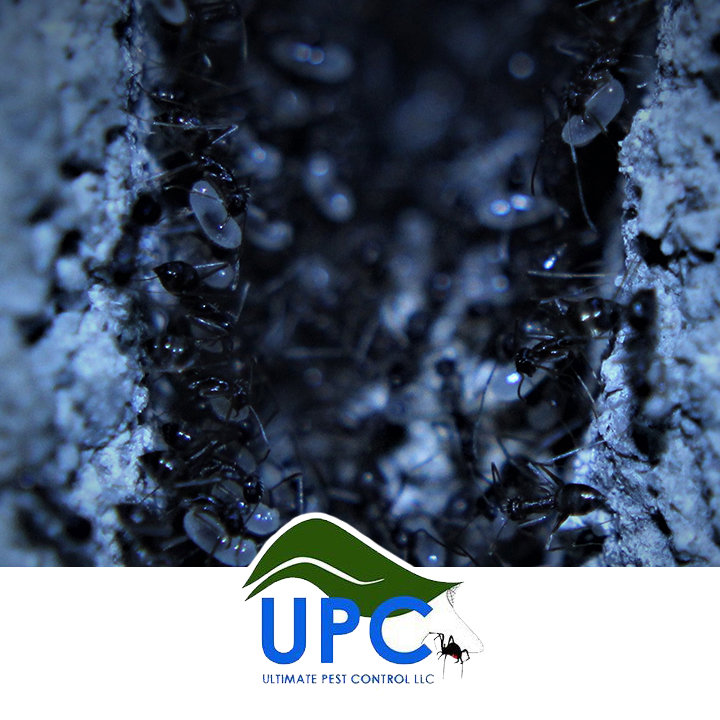 A close-up of ants in a colony, demonstrating ant control services by Ultimate Pest Control LLC in Eugene, OR.
