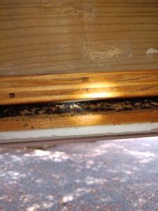 A large ant colony visible in a wooden crevice, showing a severe pest infestation handled by A Better Way Pest Solutions LLC in Rock Hill, SC