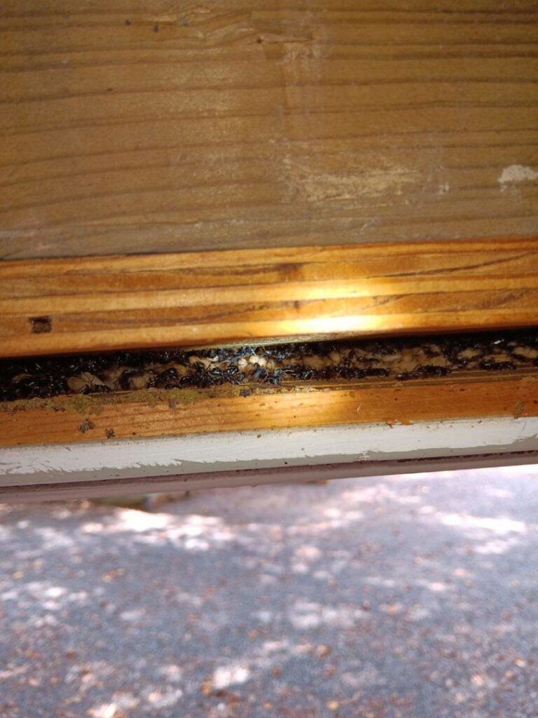 A large ant colony visible in a wooden crevice, showing a severe pest infestation handled by A Better Way Pest Solutions LLC in Rock Hill, SC