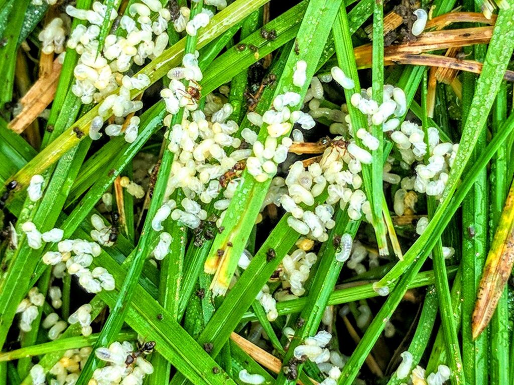 A close-up of an ant colony with numerous ants, larvae, and eggs on grass, indicating an infestation for Ampulex Environmental Solutions in Oxford, OH.
