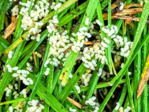 A close-up of an ant colony with numerous ants, larvae, and eggs on grass, indicating an infestation for Ampulex Environmental Solutions in Oxford, OH.