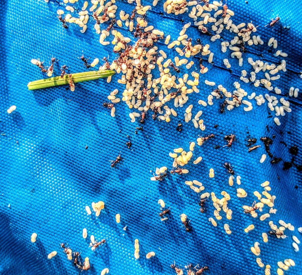 A close-up of an ant colony with numerous ants, larvae, and eggs on a blue tarp, indicating an infestation for Ampulex Environmental Solutions in Oxford, OH.