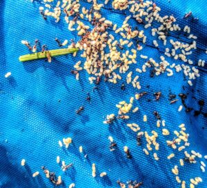 A close-up of an ant colony with numerous ants, larvae, and eggs on a blue tarp, indicating an infestation for Ampulex Environmental Solutions in Oxford, OH.