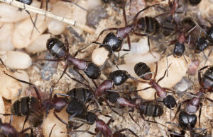A close-up view of an ant colony with numerous ants, larvae, and eggs, indicating an infestation handled by Pro-Tech Services in Corpus Christi, TX.
