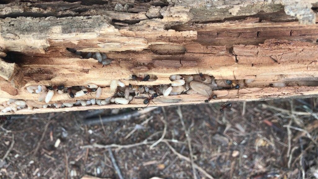 An ant colony with larvae and pupae visible inside a decaying log, indicating a pest problem for Affordable Termite & Pest Control in Bloomington, IN.