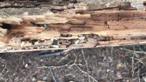 An ant colony with larvae and pupae visible inside a decaying log, indicating a pest problem for Affordable Termite & Pest Control in Bloomington, IN.