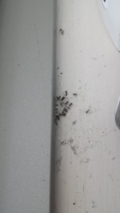 A cluster of ants on a wall, a common pest problem for Practical Pest Solutions and IPM Consultants LLC in Ellabell, GA.