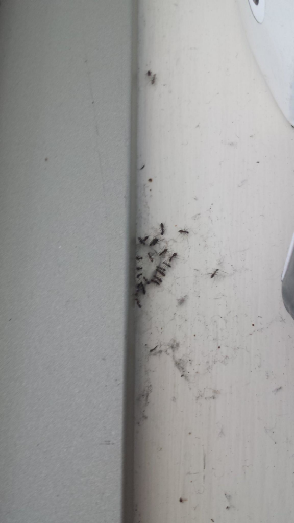 A cluster of ants on a wall, a common pest problem for Practical Pest Solutions and IPM Consultants LLC in Ellabell, GA.