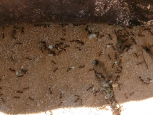 An ant colony with visible larvae in the sand, indicating an infestation handled by AAA Pest Control in El Paso, TX