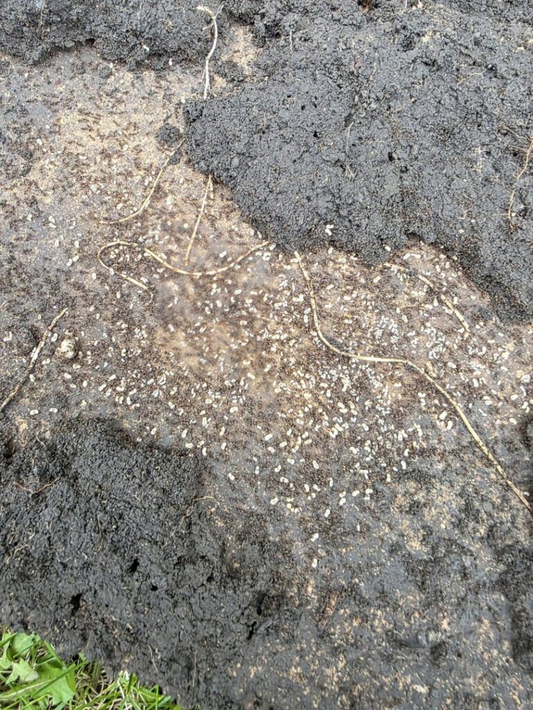 Numerous ant eggs visible on a patch of dark, wet soil, indicating an ant infestation addressed by Pro Barrier Pest Control LLC in Aurora, IL.