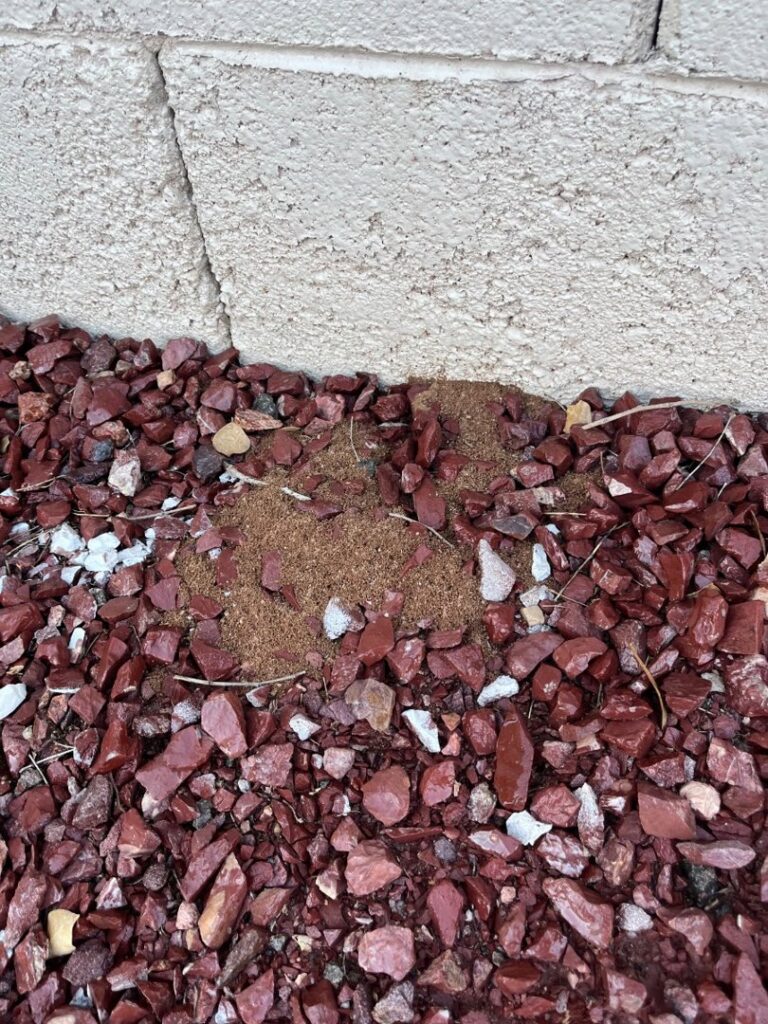A visible ant hill in red gravel, indicating an ant infestation problem that Bernard's Pest can resolve in Glendale, AZ.