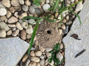 A close-up view of an ant hill entrance in gravel, indicating a pest problem for Boise Pest Control in Boise, ID.