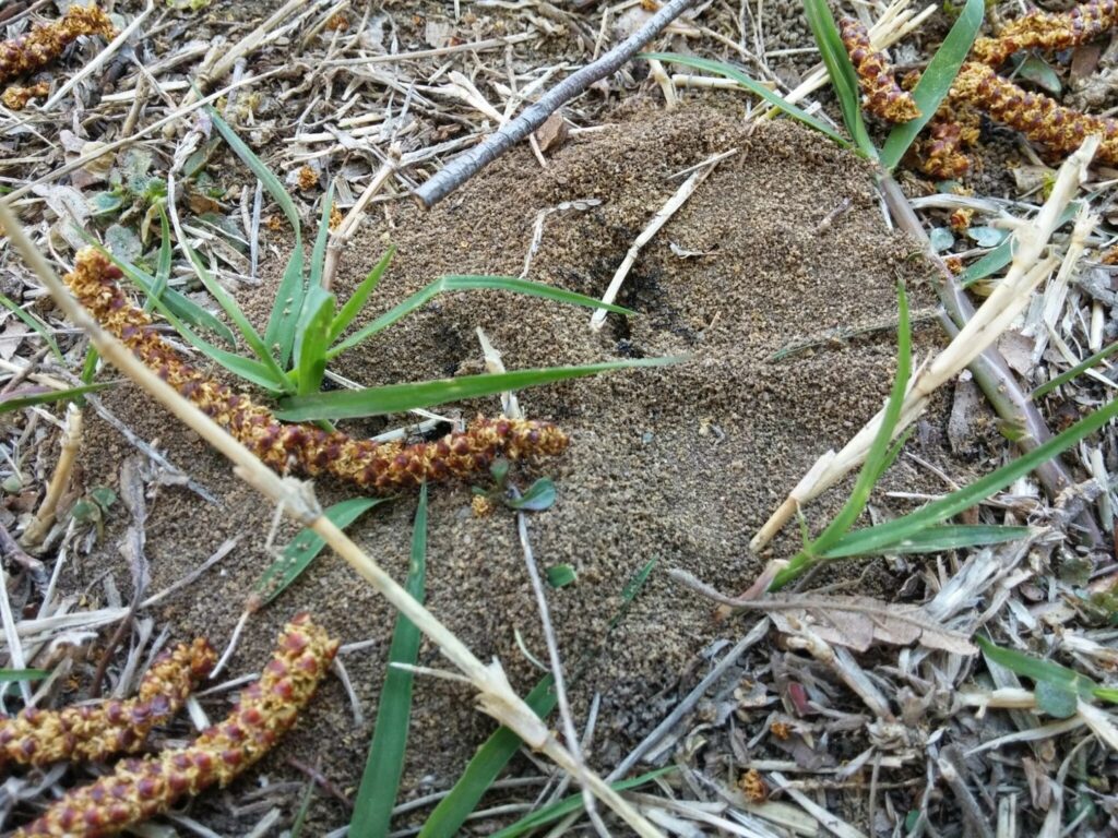 A visible ant hill in the grass, representing a common pest problem handled by Mayday Pest Management in Tulsa, OK.