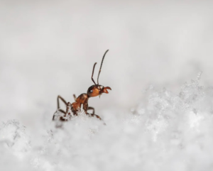 A close-up photo of an ant in the snow, representing pests handled by BrockStar Pest Services in Austin, TX.