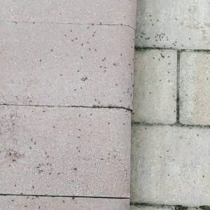 Numerous small ants crawling on concrete pavers, indicating an ant infestation in Hamilton, NJ.