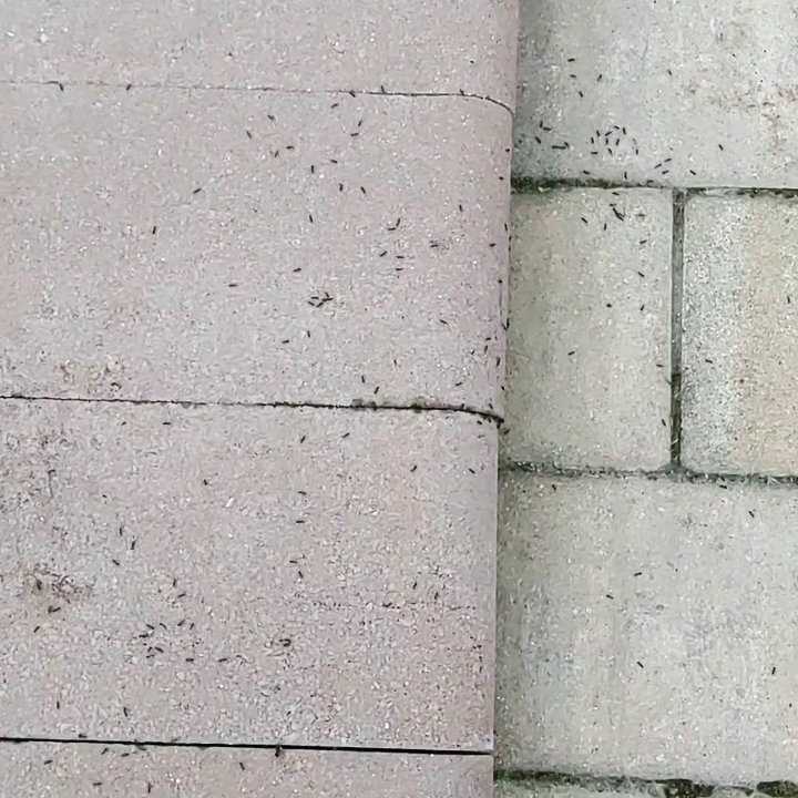Numerous small ants crawling on concrete pavers, indicating an ant infestation in Hamilton, NJ.