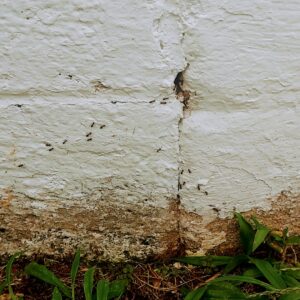A line of ants crawling on a cracked house foundation, indicating an ant infestation in Hamilton, NJ.