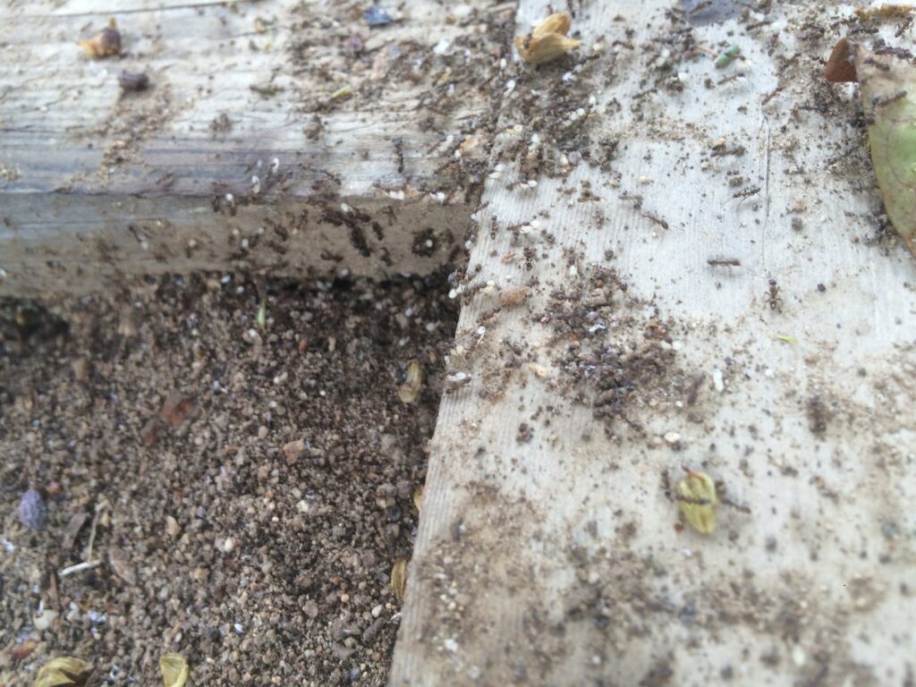 An ant infestation with visible ants, eggs, and larvae under wooden planks, handled by Sequoia Pest Solutions in Bakersfield, CA.