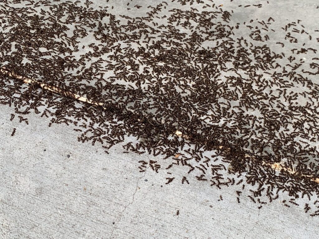 A large ant infestation swarming on a concrete surface, requiring pest control services from PestEx Idaho in Boise, ID.