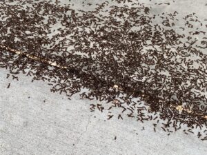 A large ant infestation swarming on a concrete surface, requiring pest control services from PestEx Idaho in Boise, ID.