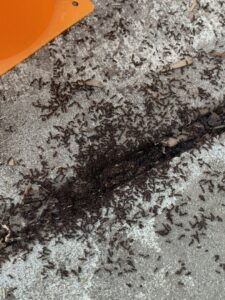 A large ant infestation swarming on concrete, showing a common pest problem addressed by Rogue Valley Extermination & Pest Control in Medford, OR.