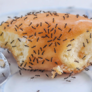 A close-up view of an ant infestation on a donut, indicating a common pest problem addressed by Arkansas Pest Control Services in North Little Rock, AR.