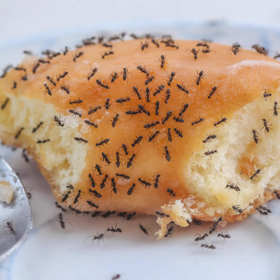 A close-up view of an ant infestation on a donut, indicating a common pest problem addressed by Arkansas Pest Control Services in North Little Rock, AR.