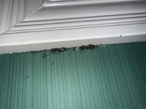 An ant infestation visible on an interior wall near the ceiling, addressed by Berner Pest Solutions in Lexington, KY.
