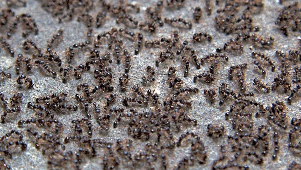 A close-up view of a large ant infestation on a textured outdoor surface, indicating a pest problem in Wayzata, MN.