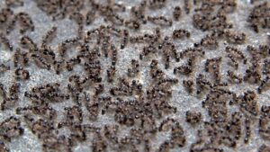 A close-up view of a large ant infestation on a textured outdoor surface, indicating a pest problem in Wayzata, MN.