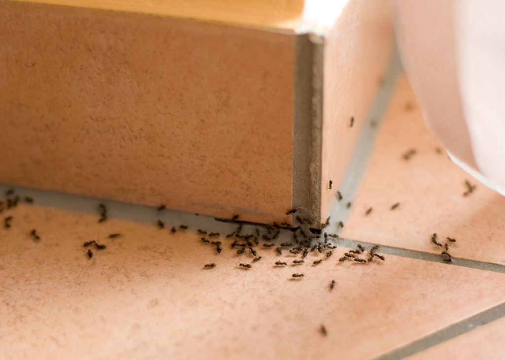 An ant infestation on a tiled floor near a baseboard, showing a common pest issue handled by Mecaf Termite and Pest Control in Long Beach, CA