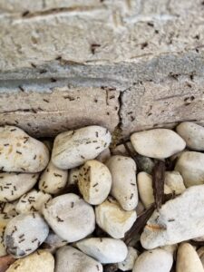 Numerous small ants crawling on rocks and near a wall, indicating an ant infestation handled by Spectrum Pest Control Eco-Tech LLC in Kenosha, WI.