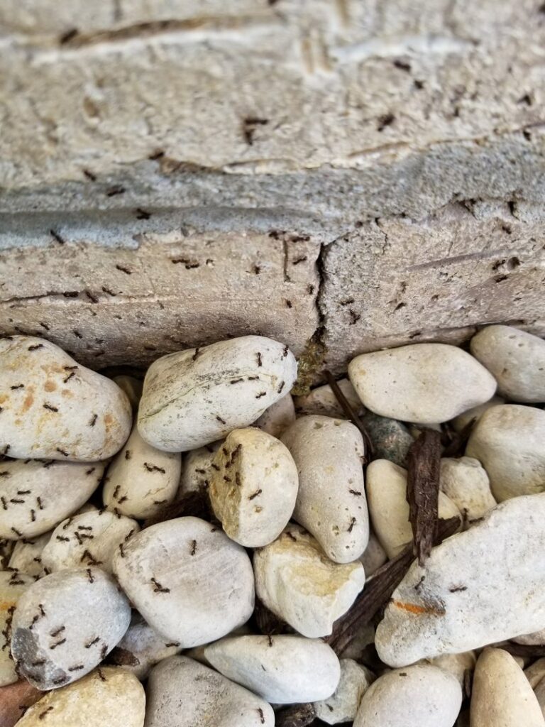 Numerous small ants crawling on rocks and near a wall, indicating an ant infestation handled by Spectrum Pest Control Eco-Tech LLC in Kenosha, WI.
