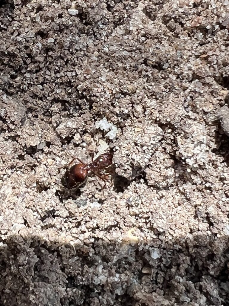 A single ant on sandy ground, representing a common pest problem addressed by BBK Pest Control in Dallas, TX.