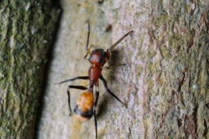 A close-up of an ant on tree bark, representing a common insect pest that Bug Doctor in Las Vegas, NV can manage.