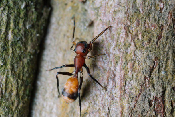 A close-up of an ant on tree bark, representing a common insect pest that Bug Doctor in Las Vegas, NV can manage.