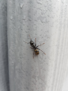 A close-up of an ant on a wet surface, indicating a pest issue addressed by Milltown Pest Control LLC in Derry, NH.