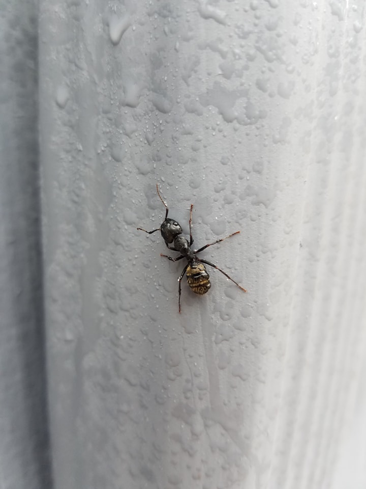 A close-up of an ant on a wet surface, indicating a pest issue addressed by Milltown Pest Control LLC in Derry, NH.