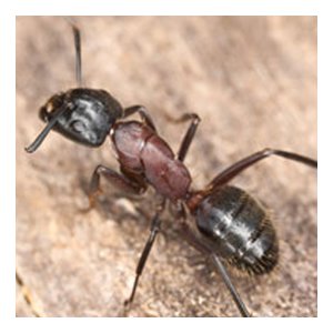 A close-up image of an ant, a common pest handled by Protective Thermal Solutions in Columbus, OH.