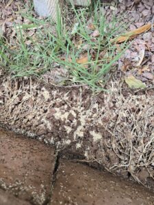 Ant treatment or bait applied along a house foundation and dirt by Titan Pest Pro - Springfield in Springfield, MO.