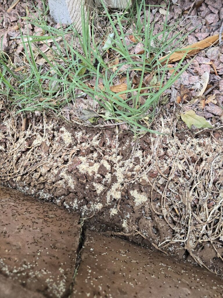 Ant treatment or bait applied along a house foundation and dirt by Titan Pest Pro - Springfield in Springfield, MO.