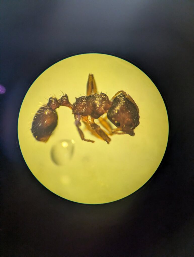 A close-up view of an ant under a microscope, used for pest identification by Pest-Ops in Knoxville, TN.