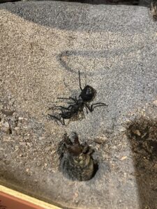 An antlion larva in its sand pit with a dead ant, showcasing the natural interactions relevant to All Pest of Syracuse in East Syracuse, NY.