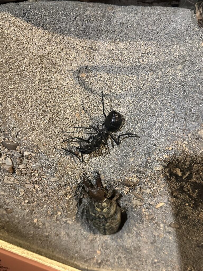 An antlion larva in its sand pit with a dead ant, showcasing the natural interactions relevant to All Pest of Syracuse in East Syracuse, NY.