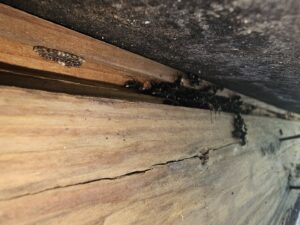 A cluster of ants and a small nest on a wooden beam, indicating an ant infestation treated by 1 Pest Solution in Winston-Salem, NC.